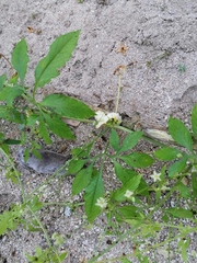 Cyclanthera integrifoliola