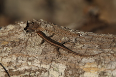 Cryptoblepharus cygnatus