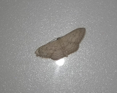 Scopula minorata