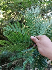 Cenostigma eriostachys