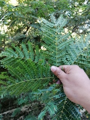 Cenostigma eriostachys