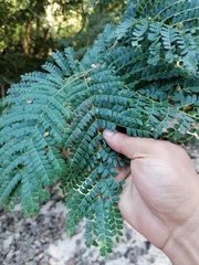 Cenostigma eriostachys