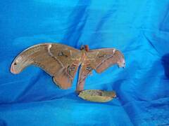 Attacus caesar