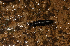 Carabus