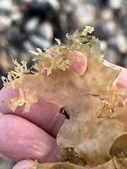 Chondrus crispus