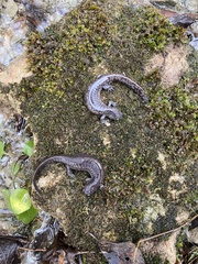 Ambystoma barbouri