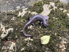 Ambystoma barbouri