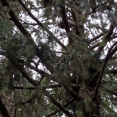 Sciurus carolinensis