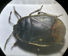 Adomerus biguttatus