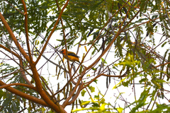 Icterus nigrogularis