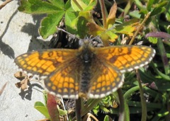 Melitaea varia