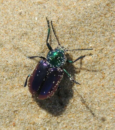 Chrysochares asiaticus