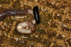 Carabus