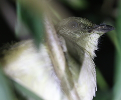 Pycnonotus conradi