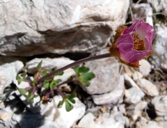 Ranunculus glacialis