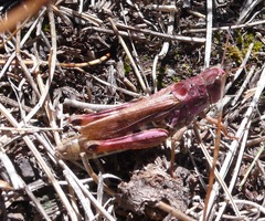 Gomphocerus sibiricus