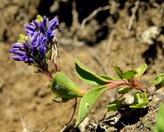 Veronica allionii