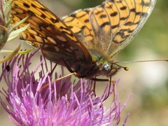 Argynnis niobe