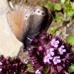 Coenonympha gardetta