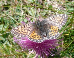 Boloria napaea
