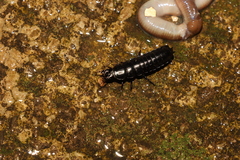 Carabus