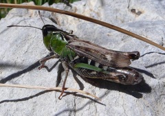 Gomphocerus sibiricus