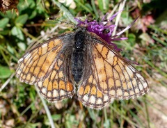 Euphydryas cynthia