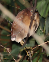 Ixobrychus cinnamomeus