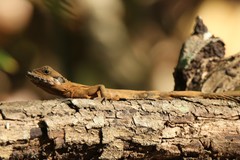 Amphibolurinae