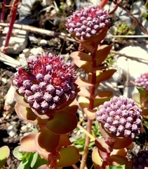 Hylotelephium anacampseros