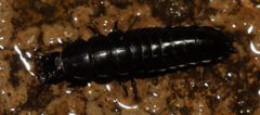 Carabus
