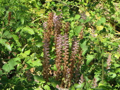 Orobanche pubescens