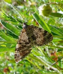 Entephria caesiata