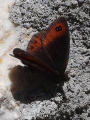 Erebia montanus