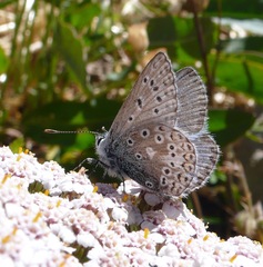 Polyommatus eros