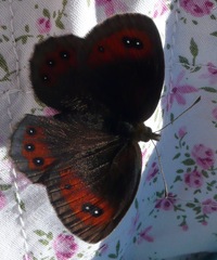 Erebia montanus