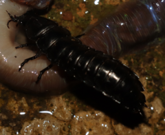 Carabus