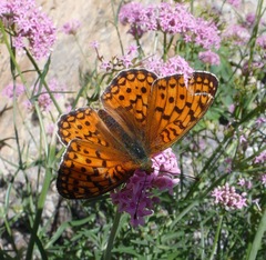 Argynnis niobe