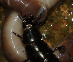 Carabus