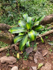 Dracaena fragrans