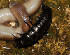 Carabus