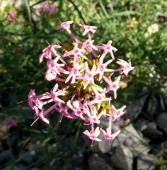 Centranthus angustifolius