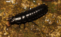 Carabus