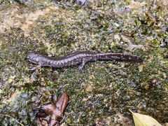 Ambystoma barbouri