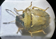 Eysarcoris aeneus