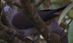 Ducula badia