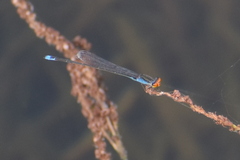 Pseudagrion rubriceps