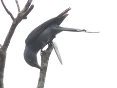 Dicrurus leucophaeus