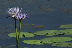 Nymphaea violacea