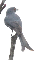 Dicrurus leucophaeus